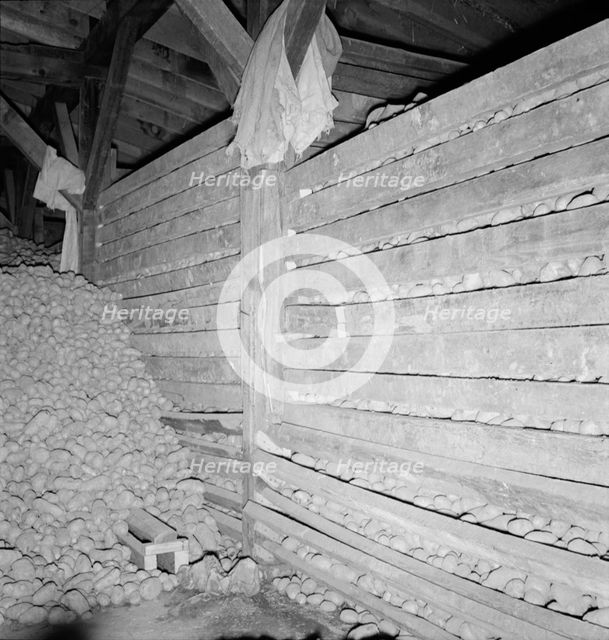 Potatoes in storage cellar at end of season, Merrill, Klamath County, Oregon, 1939. Creator: Dorothea Lange.