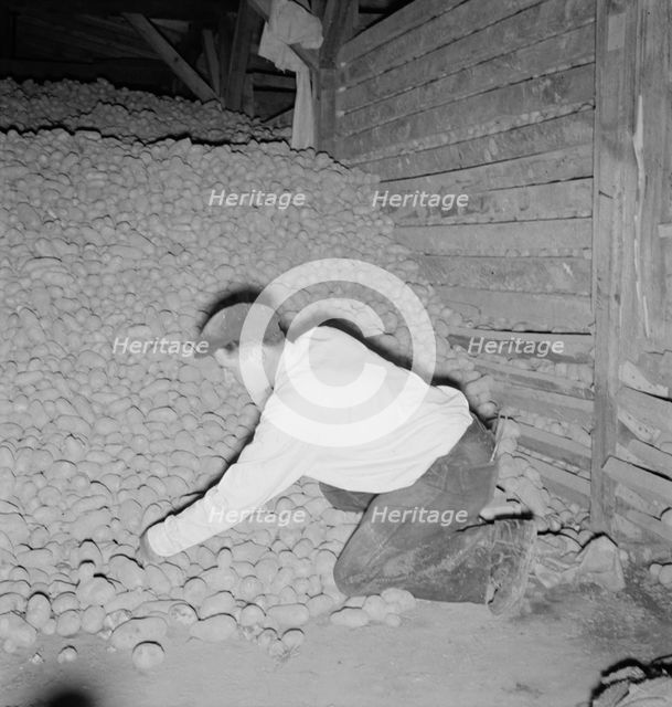 Potatoes in storage cellar at end of season, Merrill, Klamath County, Oregon, 1939. Creator: Dorothea Lange.