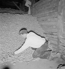 Potatoes in storage cellar at end of season, Merrill, Klamath County, Oregon, 1939. Creator: Dorothea Lange