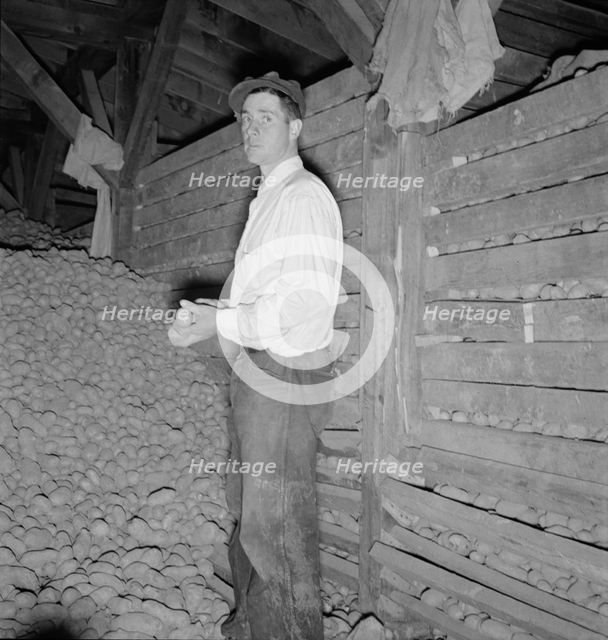 Potatoes in storage cellar at end of season, Merrill, Klamath County, Oregon, 1939. Creator: Dorothea Lange.