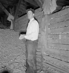Potatoes in storage cellar at end of season, Merrill, Klamath County, Oregon, 1939. Creator: Dorothea Lange