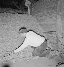 Potatoes in storage cellar at end of season, Merrill, Klamath County, Oregon, 1939. Creator: Dorothea Lange