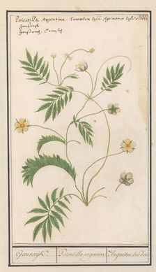 Potentilla, 1596-1610. Creators: Anselmus de Boodt, Elias Verhulst