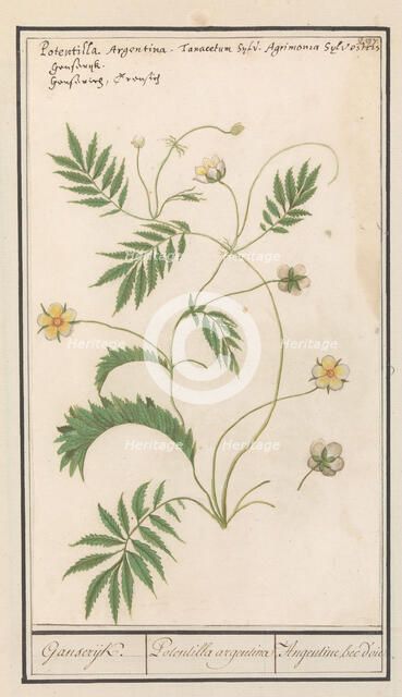 Potentilla, 1596-1610.  Creators: Anselmus de Boodt, Elias Verhulst.