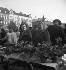 Potted plant stall in the market, Malmö, Sweden, 1947. Creator: Otto Ohm
