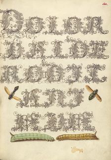 Potter Wasp, Hover Fly, and Caterpillars, 1561-1562; illumination added 1591-1596. Creator: Joris Hoefnagel