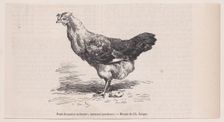 Poule française ordinaire; mauvaise pondeuse.; from Magasin Pittoresque, ca. 1852. Creator: Charles Emile Jacque