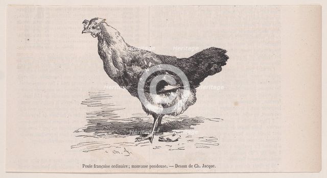 Poule française ordinaire; mauvaise pondeuse.; from Magasin Pittoresque, ca. 1852. Creator: Charles Emile Jacque.