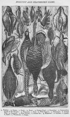 Poultry and Feathered Game 1907