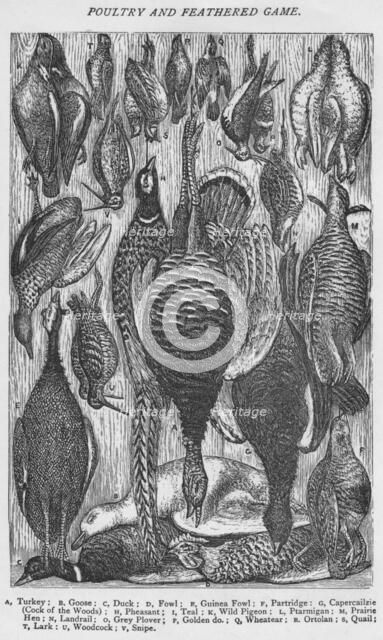 'Poultry and Feathered Game', 1907. Artist: Unknown.