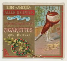 Pouter Pigeon, from the Birds of America series (N37) for Allen & Ginter Cigarettes, 1888. Creator: Allen & Ginter
