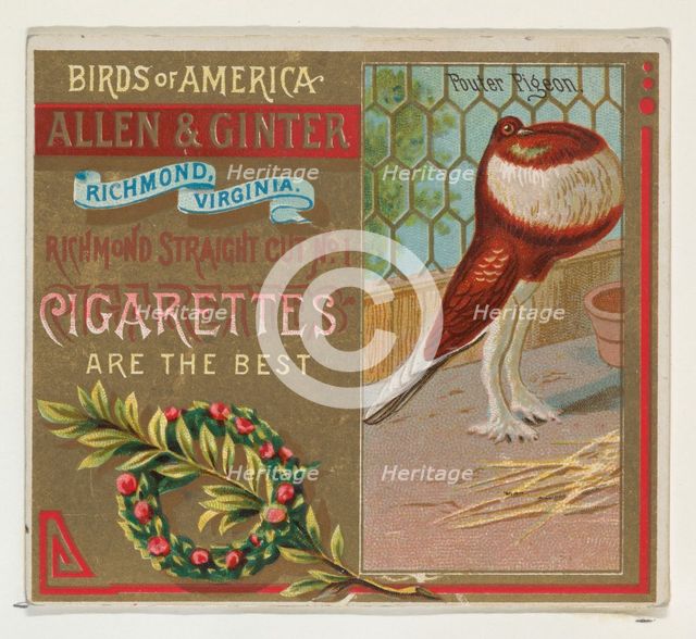 Pouter Pigeon, from the Birds of America series (N37) for Allen & Ginter Cigarettes, 1888. Creator: Allen & Ginter.