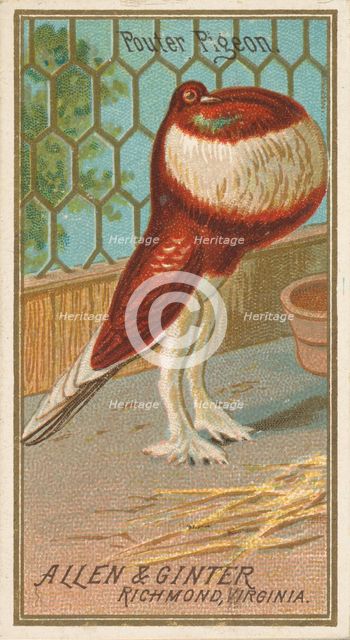 Pouter Pigeon, from the Birds of America series (N4) for Allen & Ginter Cigarettes Brands, 1888. Creator: Allen & Ginter.
