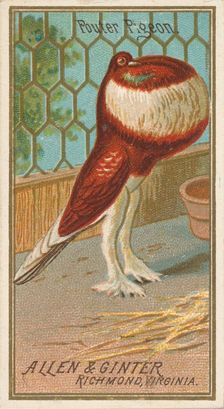 Pouter Pigeon, from the Birds of America series (N4) for Allen & Ginter Cigarettes Brands, 1888. Creator: Allen & Ginter