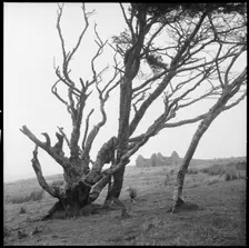 Powder Mills, Dartmoor, Devon, 1967. Creator: Eileen Deste
