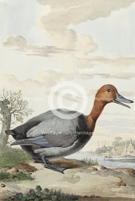 Pochard, 1777. Creator: Jabes Heenck.