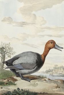 Pochard, 1777. Creator: Jabes Heenck