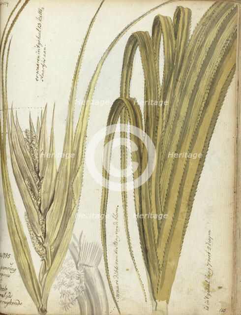 Poedak, Javanese flower, 1785. Creator: Jan Brandes.