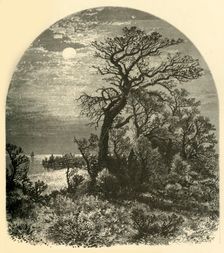 Point of Cape Ann, from Cedar Avenue, Pigeon Cove 1874. Creator: J. C. S.