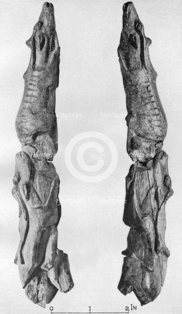 Point of mammoth tusk carved with reindeer, from Montastruc, Bruniquel, France, 1926. Artist: Unknown