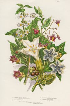 Poisonous plants, c1885. Creator: Unknown