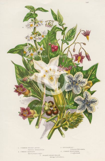 Poisonous plants, c1885. Creator: Unknown.