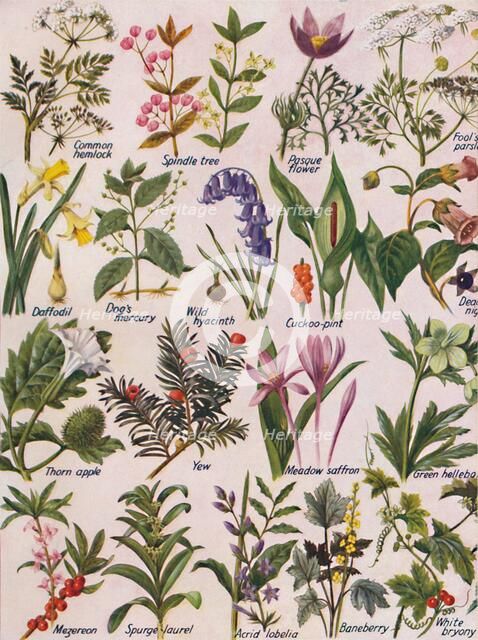 'Poisonous Plants Found in the British Isles', 1935. Artist: Unknown.