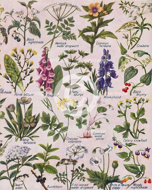 'Poisonous Plants Found in the British Isles', 1935. Artist: Unknown.