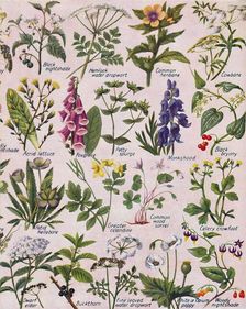 Poisonous Plants Found in the British Isles 1935