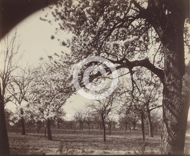 Poirier, 1921. Creator: Eugene Atget.