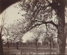 Poirier, 1921. Creator: Eugene Atget
