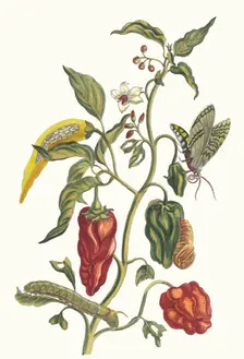 Poivre d'jnde. From the Book Metamorphosis insectorum Surinamensium, 1705. Creator: Merian, Maria Sibylla (1647-1717)