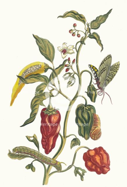 Poivre d'jnde. From the Book Metamorphosis insectorum Surinamensium, 1705. Creator: Merian, Maria Sibylla (1647-1717).