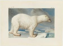 Polar bear, 1796. Creator: Maréchal, Nicolas (1753-1802)