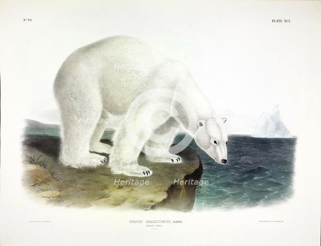 Polar Bear, Urusus Maritimus, 1845.