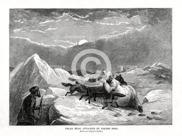 'Polar Bear Attacked by Eskimo Dogs', 1877. Artist: Unknown