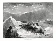 Polar Bear Attacked by Eskimo Dogs 1877
