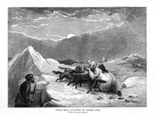 Polar Bear Attacked by Eskimo Dogs 1877