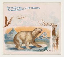 Polar Bear, from Quadrupeds series (N41) for Allen & Ginter Cigarettes, 1890. Creator: Allen & Ginter
