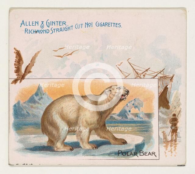Polar Bear, from Quadrupeds series (N41) for Allen & Ginter Cigarettes, 1890. Creator: Allen & Ginter.