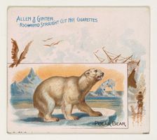 Polar Bear, from Quadrupeds series (N41) for Allen & Ginter Cigarettes, 1890. Creator: Allen & Ginter