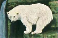 Polar bear from Spitzbergen, c1928. Creator: Unknown