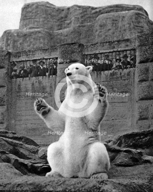 Polar bear on the Mappin Terrace at London Zoo, 1926-1927. Artist: McLeish