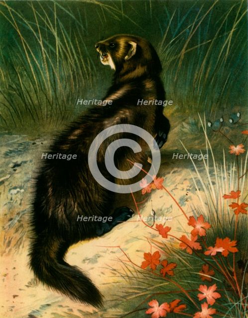 'Polecat', c1905, (1943).  Creator: Archibald Thorburn.