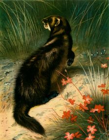 Polecat c1905, (1943). Creator: Archibald Thorburn