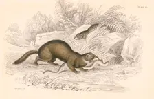 Polecat (Mustela putorius), member of the weasel family, 1828. Creator: Unknown