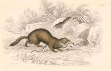 Polecat (Mustela putorius), member of the weasel family, 1828. Creator: Unknown
