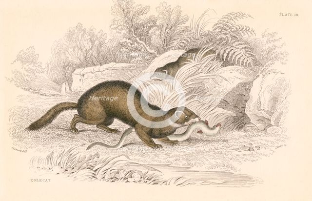Polecat (Mustela putorius), member of the weasel family, 1828. Creator: Unknown.