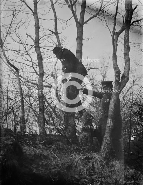 Policeman, police dog treeing tramp, New York City, 1912. Creator: Bain News Service.