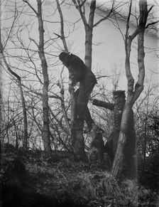 Policeman, police dog treeing tramp, New York City, 1912. Creator: Bain News Service